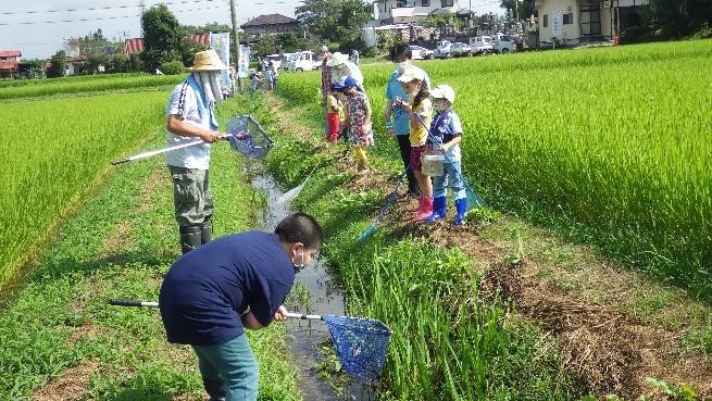 生きもの調査の様子