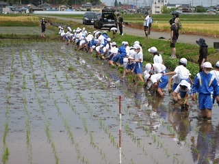 田植え