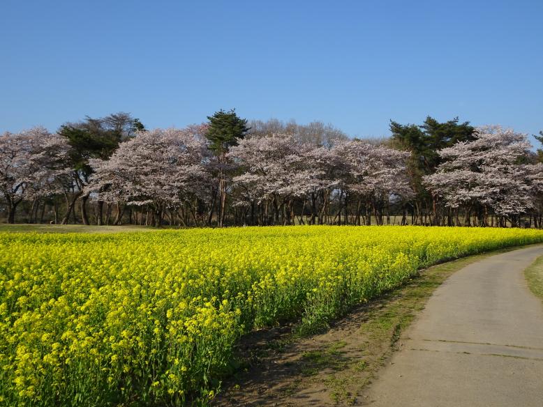 花畑（菜の花・コスモス）１