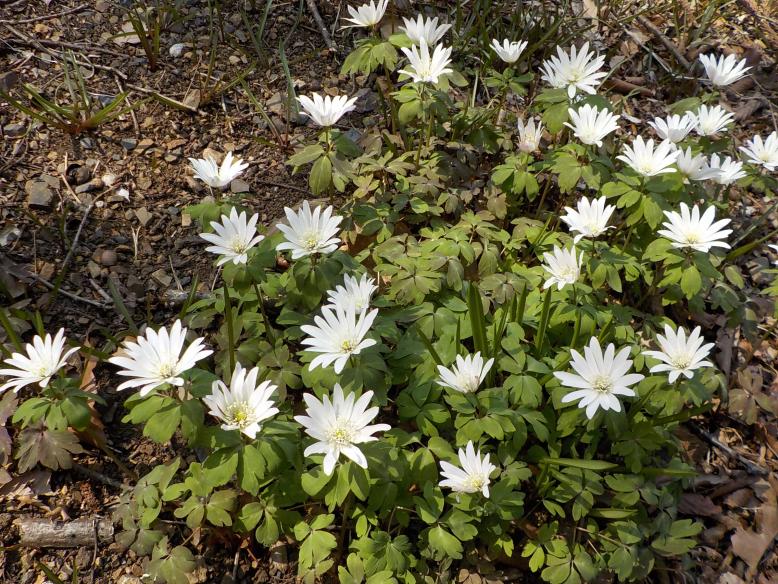 野草の園１