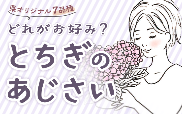 とちぎのあじさい