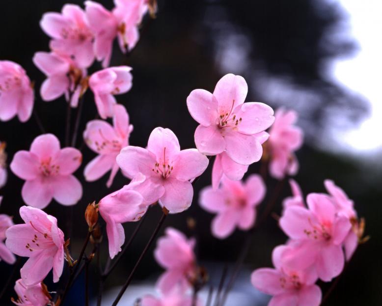 県花：やしおつつじ様2