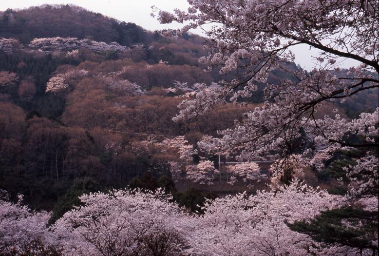 大平山様13