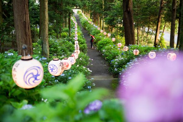 磯山神社あじさい祭り