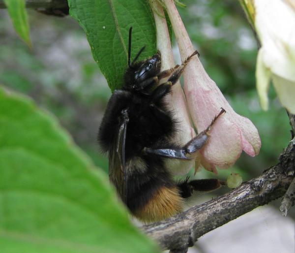 ニシキウツギの花に穴を開けて蜜を吸うオオマルハナバチ