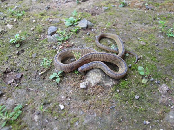 タカチホヘビ（県内に生息しているがなかなか見つからない）