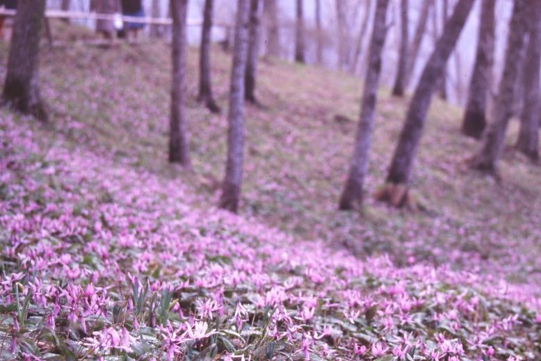 星野緑地環境保全地域の写真1