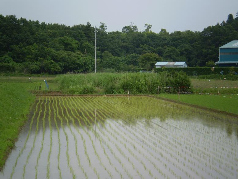 田の中の耕作放棄地