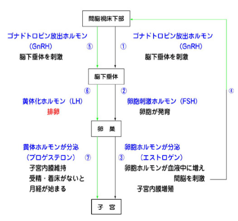 妊娠に必要な条件とホルモンの働き