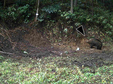 捕獲されたイノシシ