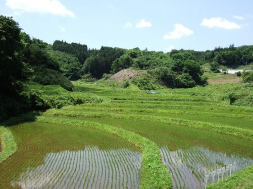 茂木町入郷の棚田