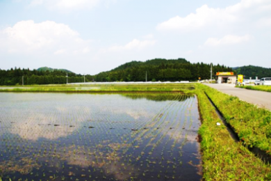 芹沼水田