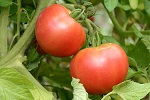 トマト（画像）