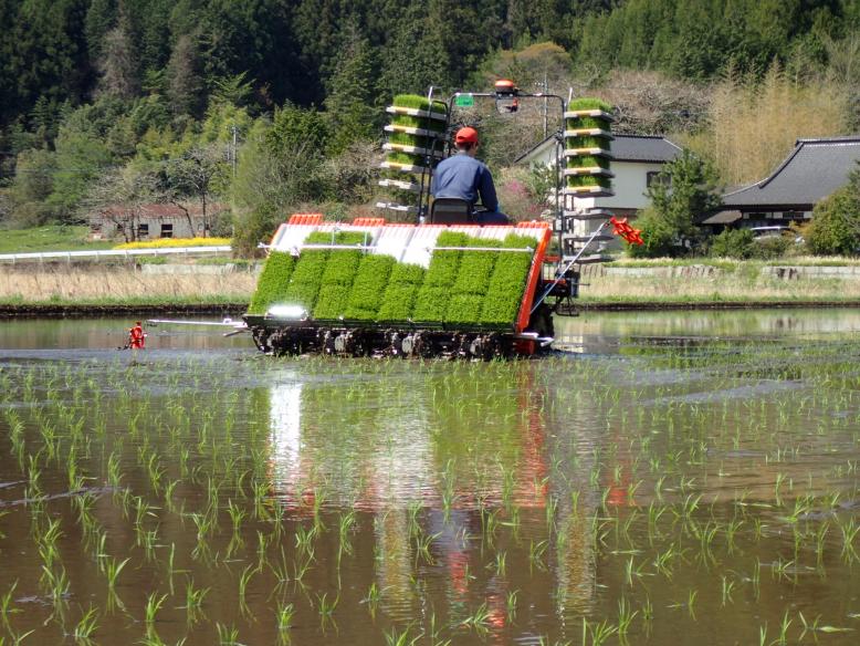 田植え作業1(GPSによる直進アシスト機能付き田植機)