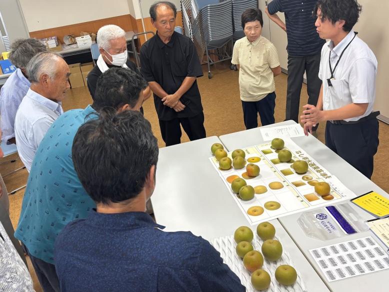 出荷規格を確認する生産者