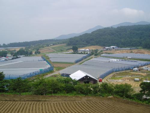 上都賀地方の高冷地ほうれんそうほ場