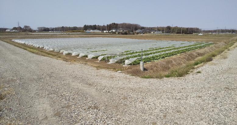 水田を活用した露地野菜（レタス）の栽培の写真