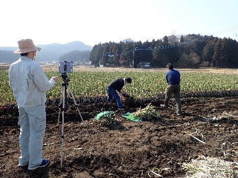 ねぎ収穫