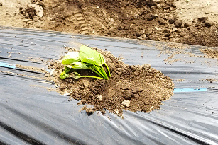 定植されたさつまいも苗