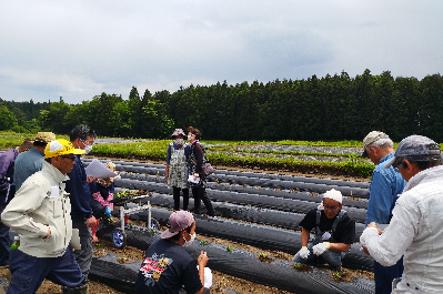 定植実演の様子