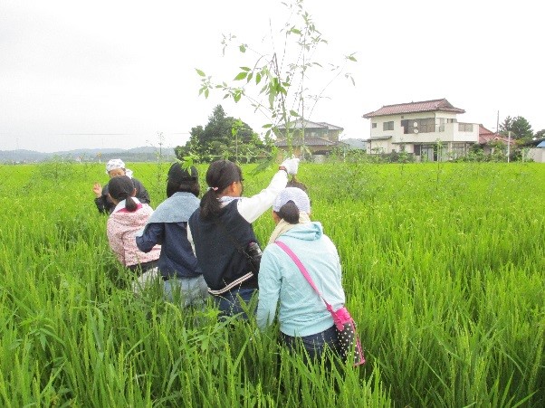 田での草取り