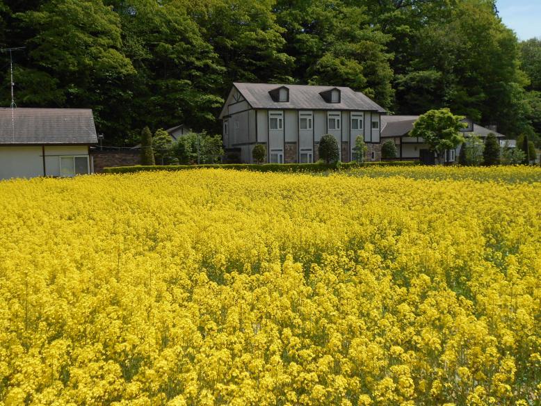 塩原の菜の花畑