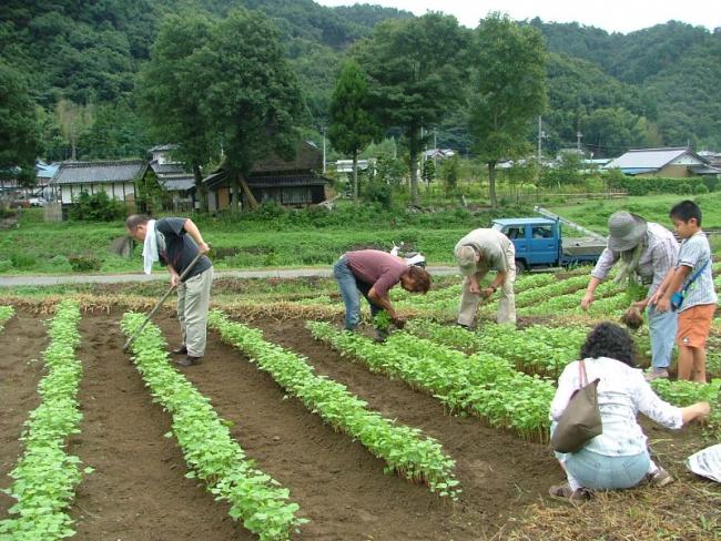 そば栽培体験（名草）