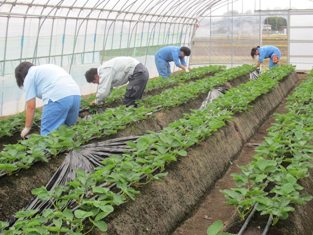 小山北桜