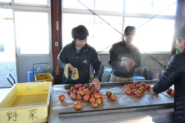 収獲したトマトの調製