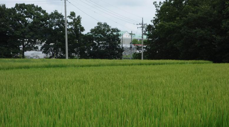 農大の水田（夏）