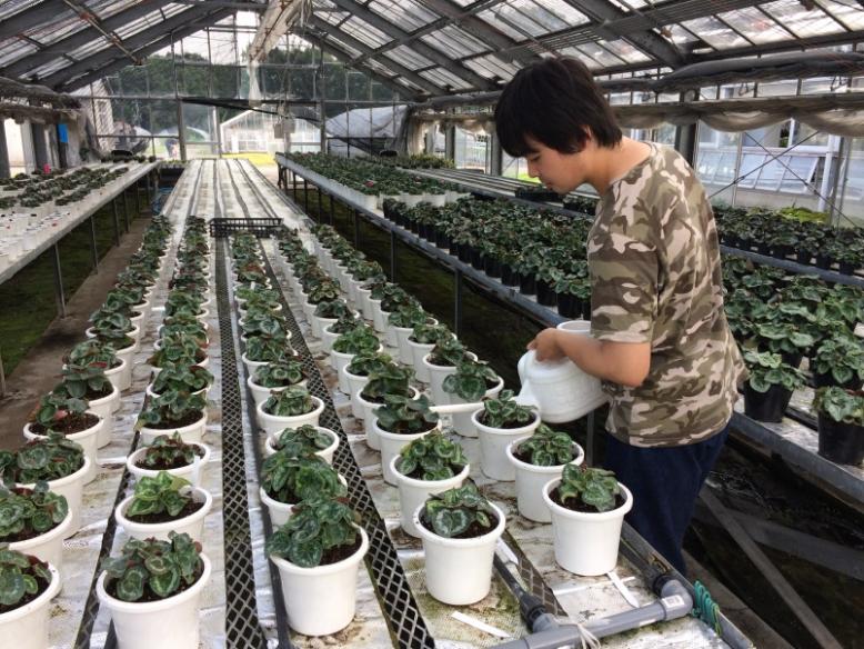 定植後に行う殺菌作業の様子