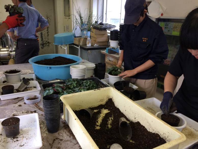 シクラメンの定植作業の様子