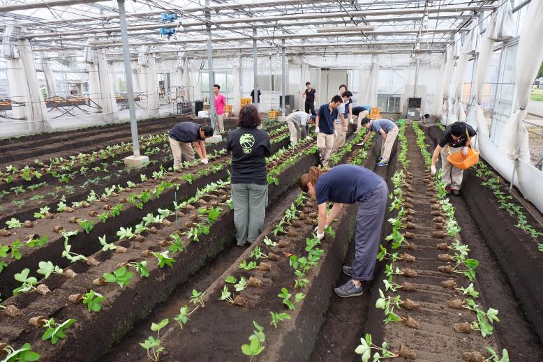 定植作業全体の様子