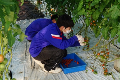 ミニトマトの収穫作業