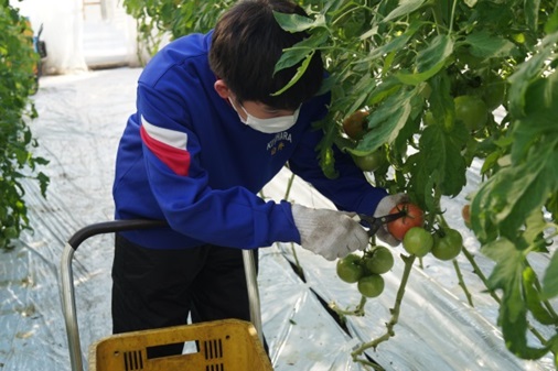 トマトの収穫