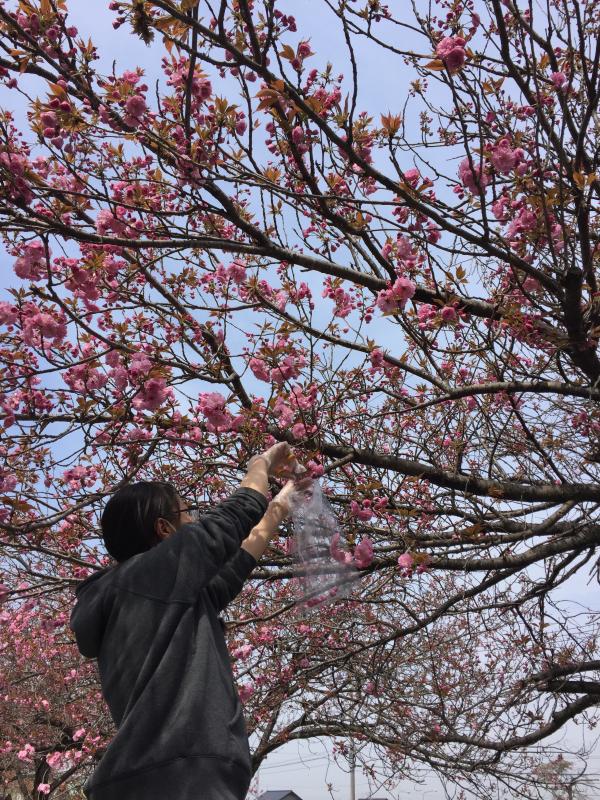 八重桜の摘みとり