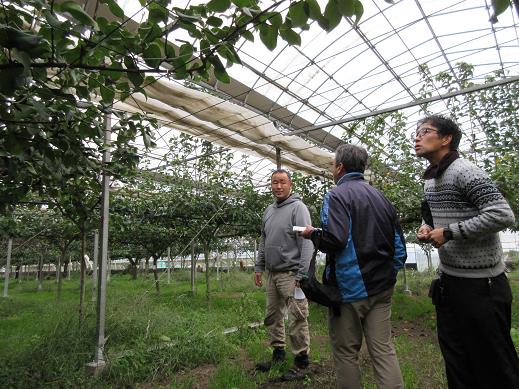 ハウス梨ほ場の見学