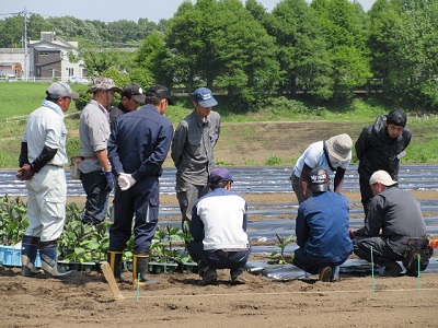 なす苗植え方説明