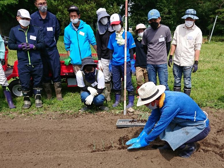 ねぎ苗の植え付けの仕方