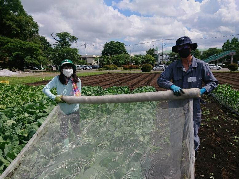 防虫ネットの巻き取り