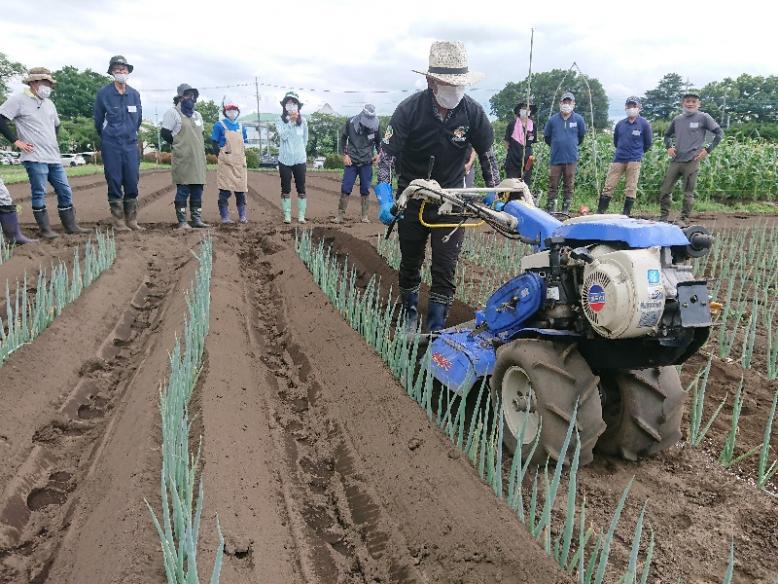 管理機によるねぎの土寄せ