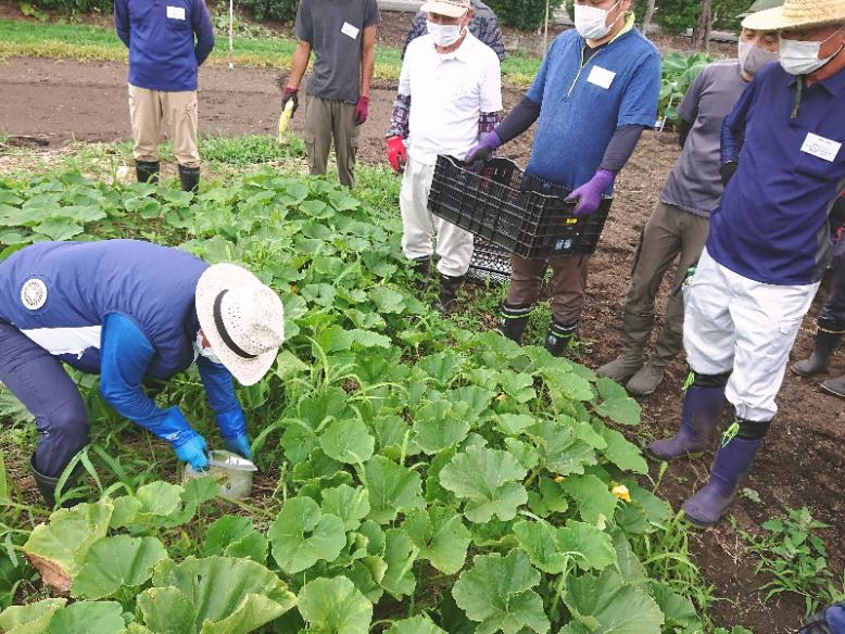 かぼちゃの収穫方法