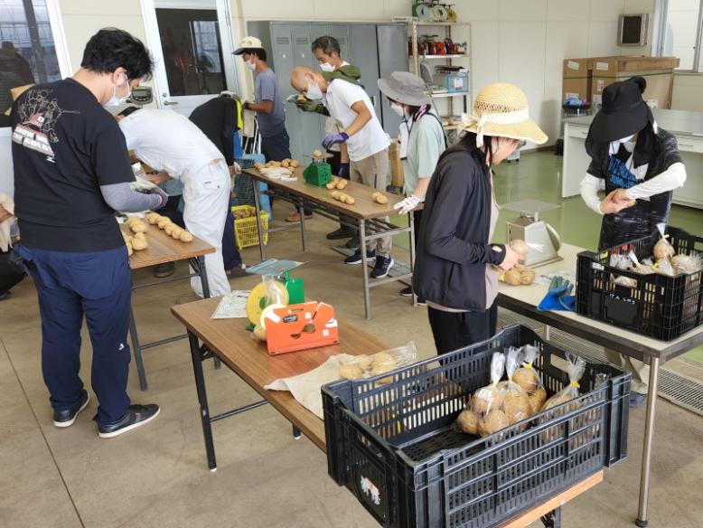 じゃがいもの出荷調製