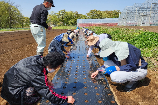 にんじんの種まき