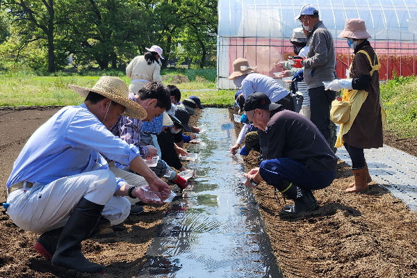 だいこんの種まき