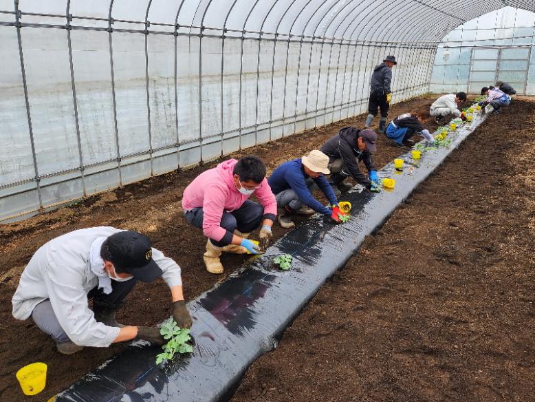 すいか苗の定植