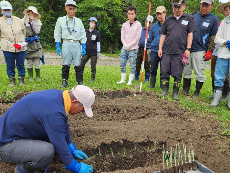 ねぎ苗を植える方法を学びます