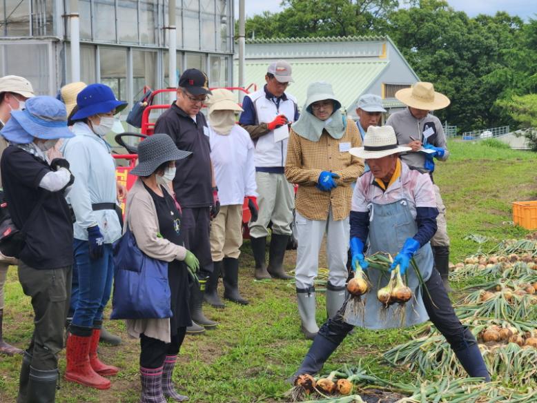 たまねぎの収穫方法を学びます