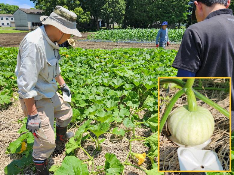 かぼちゃの果実マット敷き