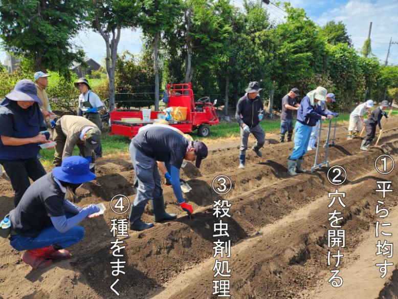 連携作業によるだいこんの種まき